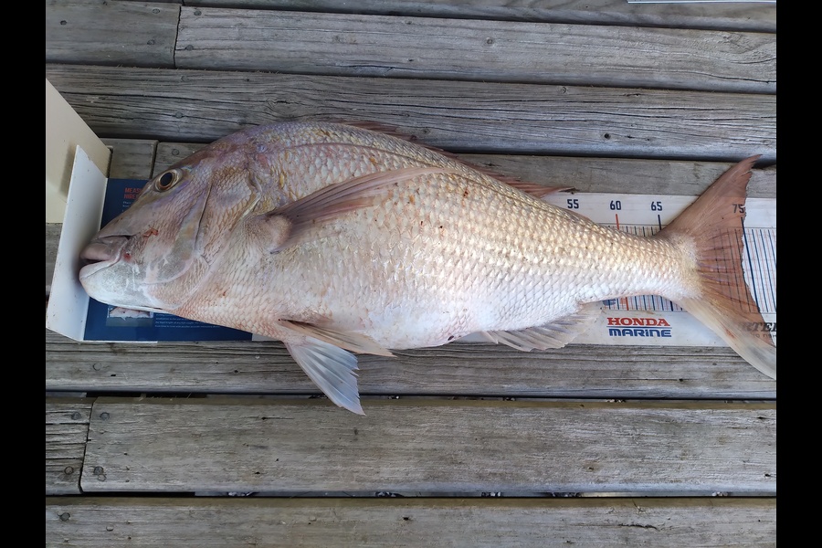 Geoff Preston caught this 74.0cm Snapper at Mokau during The Hirepool Baitmates Fishing Comp