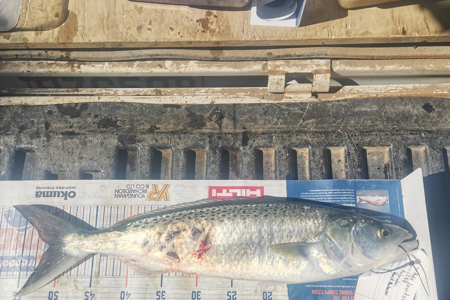 Andre Zowitzkey caught this 51.5cm Kahawai at Otamarakau  during The Hirepool Baitmates Fishing Comp