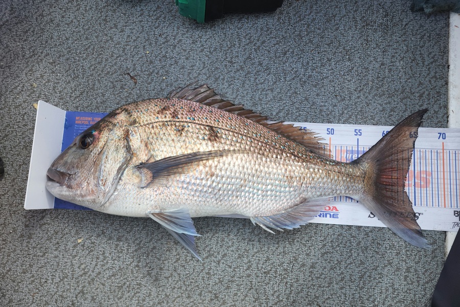 Sabin Arackal caught this 63.0cm Snapper at Little Barrier during The Hirepool Baitmates Fishing Comp