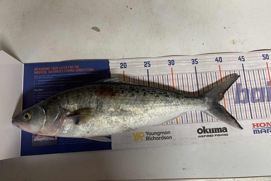 Raina Reneti caught this 38.5cm Kahawai at Firth of thames during The Hirepool Baitmates Fishing Comp