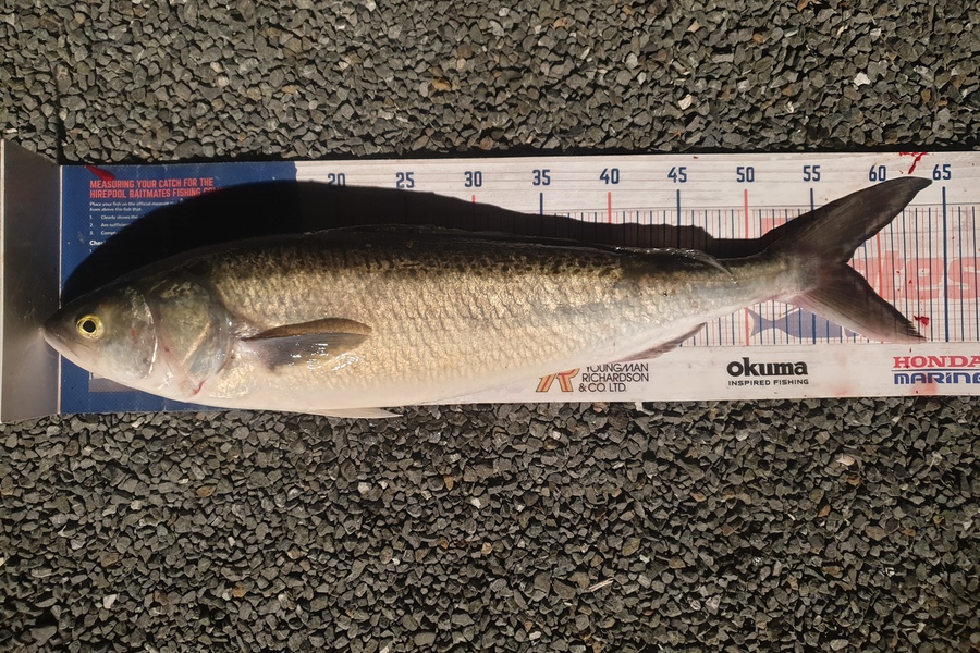 Rodney Niven caught this 57.5cm Kahawai at Mana during The Hirepool Baitmates Fishing Comp