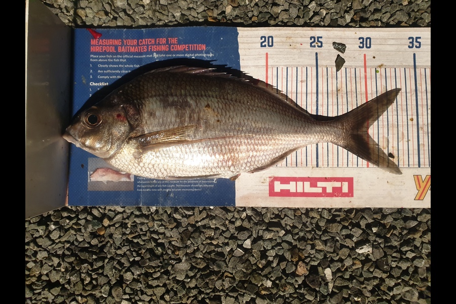 Rodney Niven caught this 30.0cm Tarakihi at Mana during The Hirepool Baitmates Fishing Comp