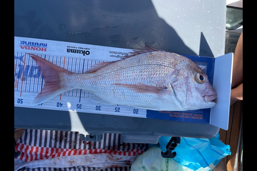Michael Kumerich caught this 43.5cm Snapper at noiseys during The Hirepool Baitmates Fishing Comp
