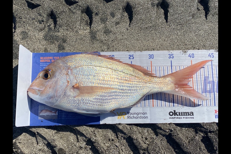 Blair Brookbanks caught this 38.5cm Snapper at Town Point  Maketu  during The Hirepool Baitmates Fishing Comp