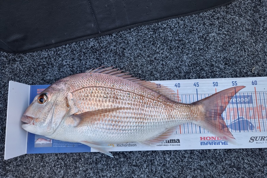 Dean Chadwick caught this 50.5cm Snapper at Tauranga Harbour  during The Hirepool Baitmates Fishing Comp