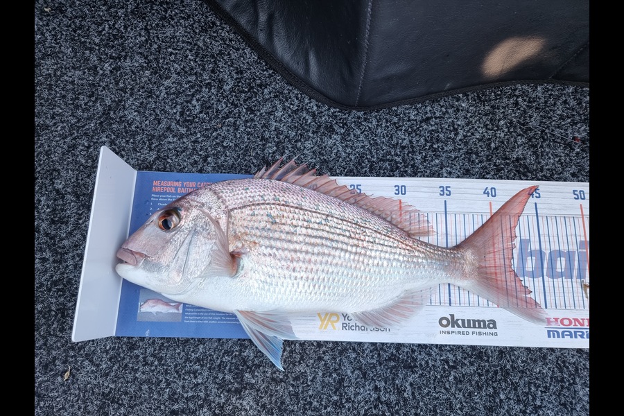 Katie Chadwick caught this 41.5cm Snapper at Tauranga Harbour  during The Hirepool Baitmates Fishing Comp