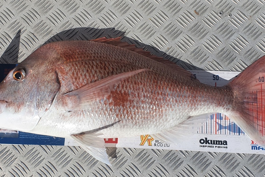 Kristian Borgolte caught this 60.5cm Snapper at Hauraki gulf during The Hirepool Baitmates Fishing Comp