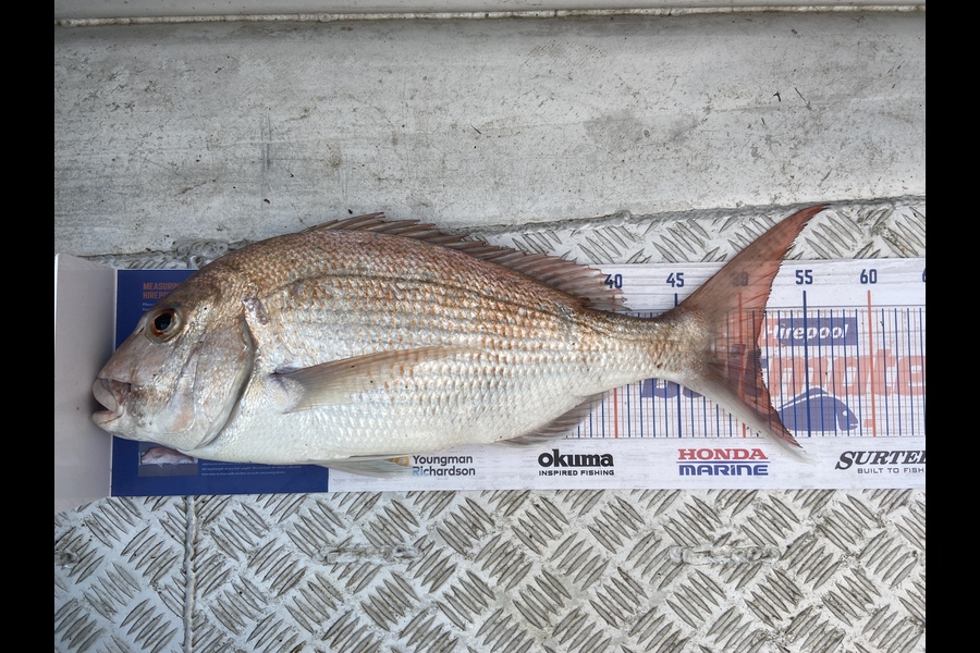 Andrew Candy caught this 51.5cm Snapper at Firth Of Thames  during The Hirepool Baitmates Fishing Comp
