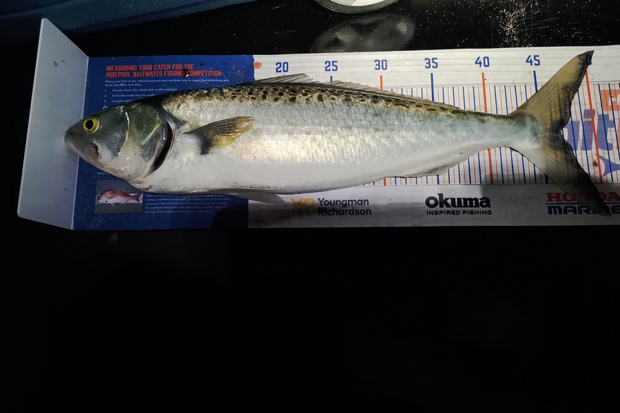 Jamie Otter caught this 46.5cm Kahawai at Pikowai  during The Hirepool Baitmates Fishing Comp