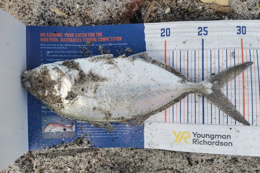 Jamie Otter caught this 27.0cm Trevally at Pikowai during The Hirepool Baitmates Fishing Comp