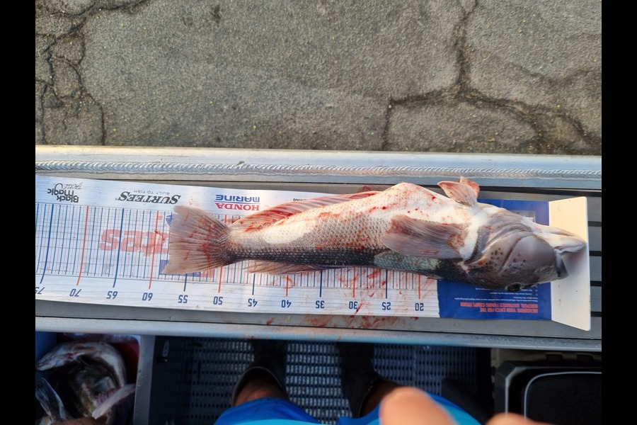 Eli Barlow caught this 58.0cm Blue Cod at Timaru during The Hirepool Baitmates Fishing Comp