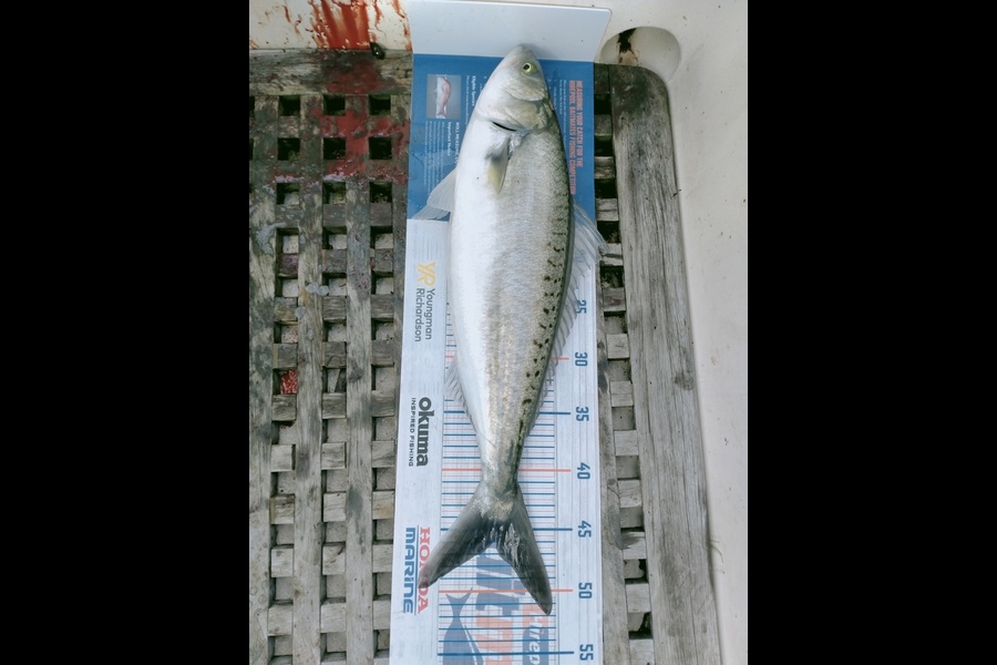 Richard Renouf caught this 46.0cm Kahawai at Wellington Harbour during The Hirepool Baitmates Fishing Comp