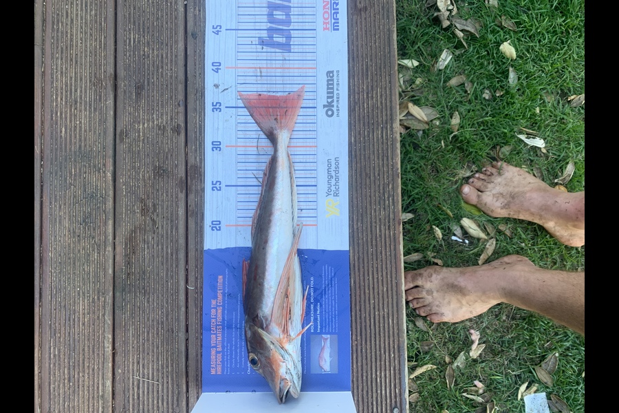 James Jeffares caught this 36.5cm Gurnard at Tongaporutu during The Hirepool Baitmates Fishing Comp