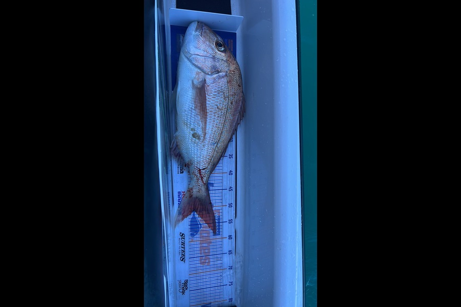 James Brad caught this 50.5cm Snapper at Waitara during The Hirepool Baitmates Fishing Comp