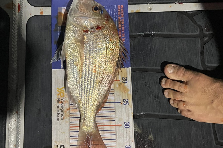 Charles Peters caught this 34.5cm Snapper at Tauranga Harbour during The Hirepool Baitmates Fishing Comp