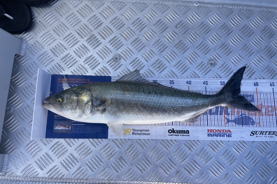 Michael Fuller-Smith caught this 54.5cm Kahawai at Bay of plenty  during The Hirepool Baitmates Fishing Comp