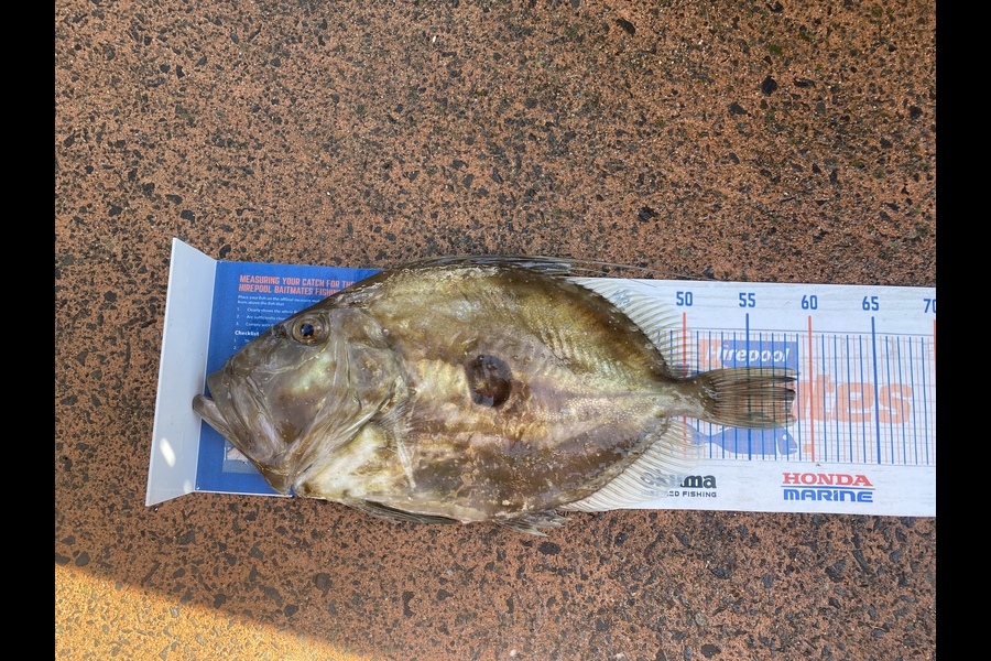 Shawn Beer caught this 58.5cm John Dory at Pauanui during The Hirepool Baitmates Fishing Comp