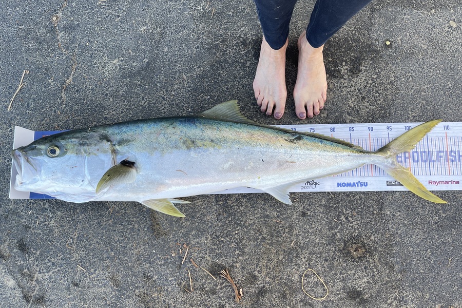 Elaine Swanepoel caught this 96.5cm Kingfish at Stanmore Bay during The Hirepool Baitmates Fishing Comp