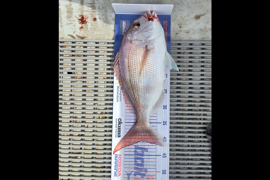 Liam Baker caught this 40.5cm Snapper at Hargreaves Basin during The Hirepool Baitmates Fishing Comp