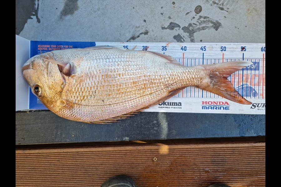 Andrew  Graham  caught this 51.0cm Snapper at Papakura channel  during The Hirepool Baitmates Fishing Comp