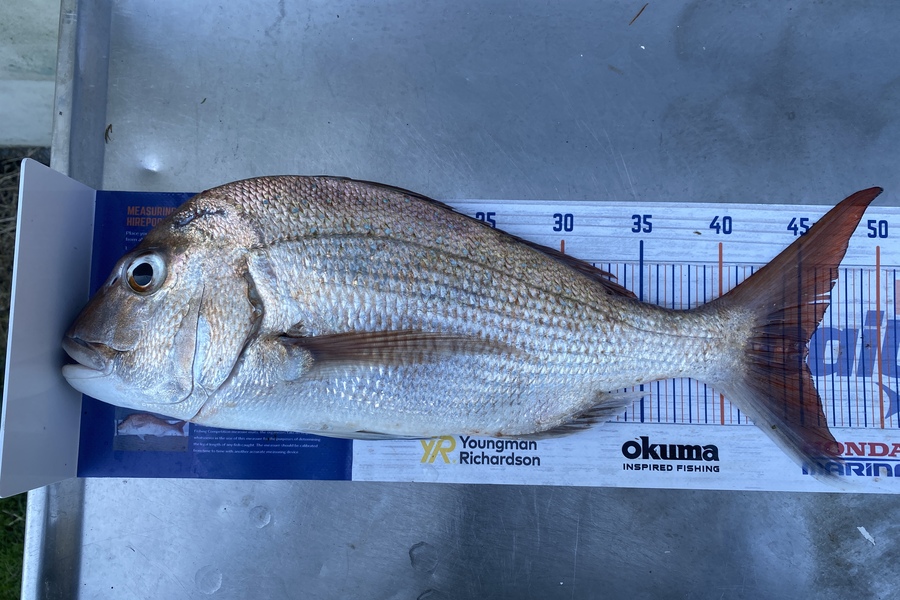 Caleb Kauta caught this 45.5cm Snapper at Bay of plenty  during The Hirepool Baitmates Fishing Comp