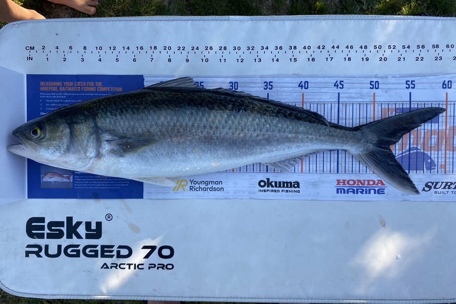 John Cuttance caught this 52.0cm Kahawai at Tauranga  during The Hirepool Baitmates Fishing Comp