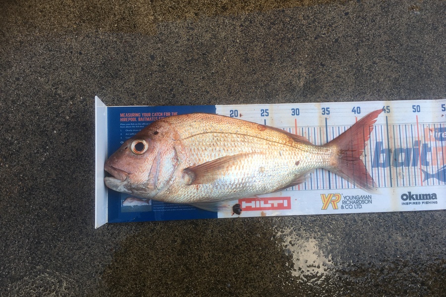 Michael Brown caught this 40.0cm Snapper at Bop during The Hirepool Baitmates Fishing Comp