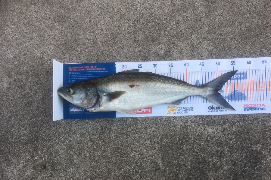 Michael Brown caught this 49.5cm Kahawai at Bop during The Hirepool Baitmates Fishing Comp