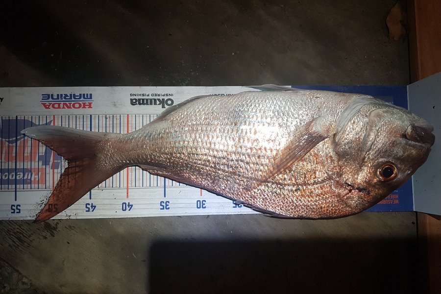 Stephen Nilsson caught this 48.0cm Snapper at Whangaparoa during The Hirepool Baitmates Fishing Comp