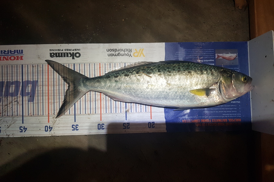 Stephen Nilsson caught this 36.0cm Kahawai at Whangaparoa during The Hirepool Baitmates Fishing Comp