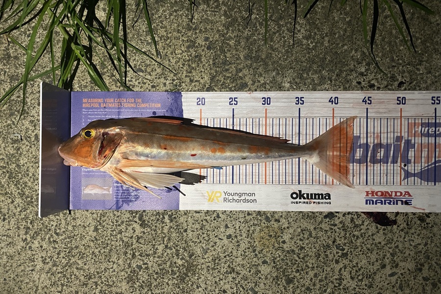 Brody de Beer caught this 42.0cm Gurnard at Waiheke during The Hirepool Baitmates Fishing Comp