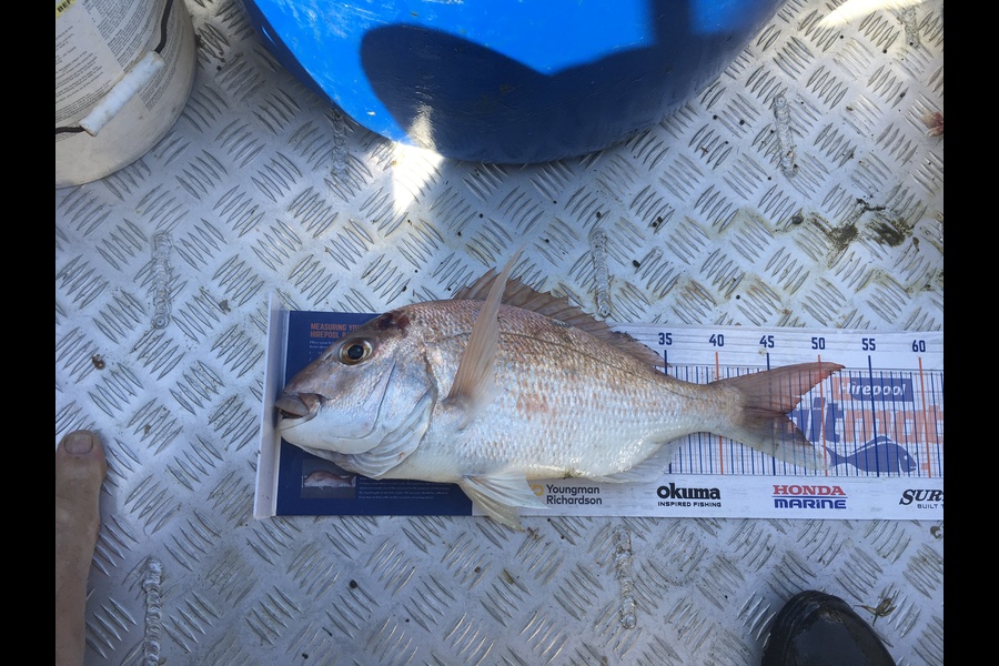 Tony Dodson caught this 46.0cm Snapper at Omaio  during The Hirepool Baitmates Fishing Comp