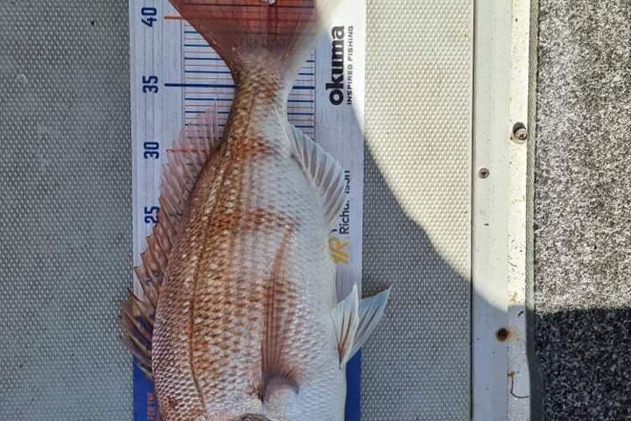 Tarsh White caught this 41.0cm Snapper at Firth of thames  during The Hirepool Baitmates Fishing Comp