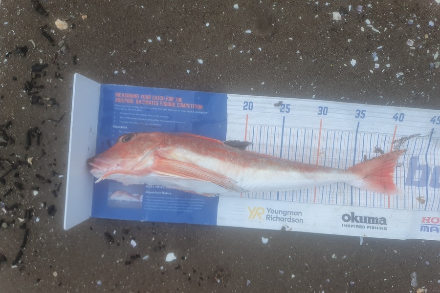 Ben Cullen caught this 40.5cm Gurnard at Takapuna during The Hirepool Baitmates Fishing Comp