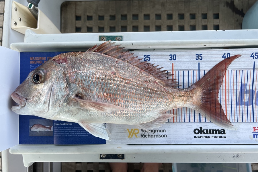 Brian Edwards caught this 38.5cm Snapper at Opau  during The Hirepool Baitmates Fishing Comp