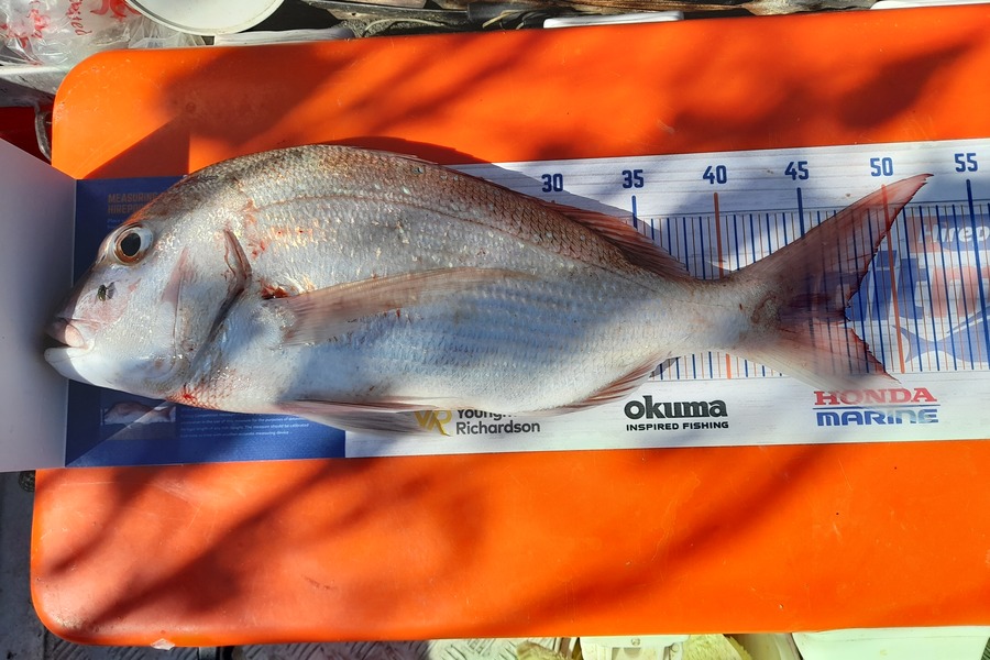 Bruce Macfarlane caught this 47.0cm Snapper at Boentown during The Hirepool Baitmates Fishing Comp