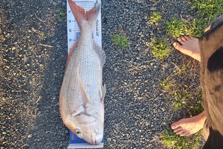 Sam James caught this 70.0cm Snapper at Top of coro during The Hirepool Baitmates Fishing Comp