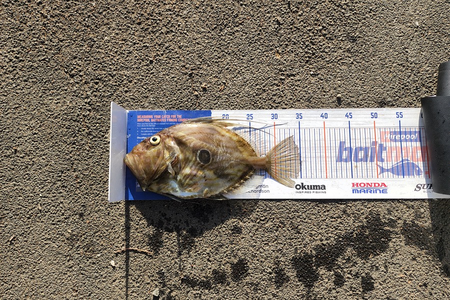 Sabin Arackal caught this 35.0cm John Dory at Auckland during The Hirepool Baitmates Fishing Comp