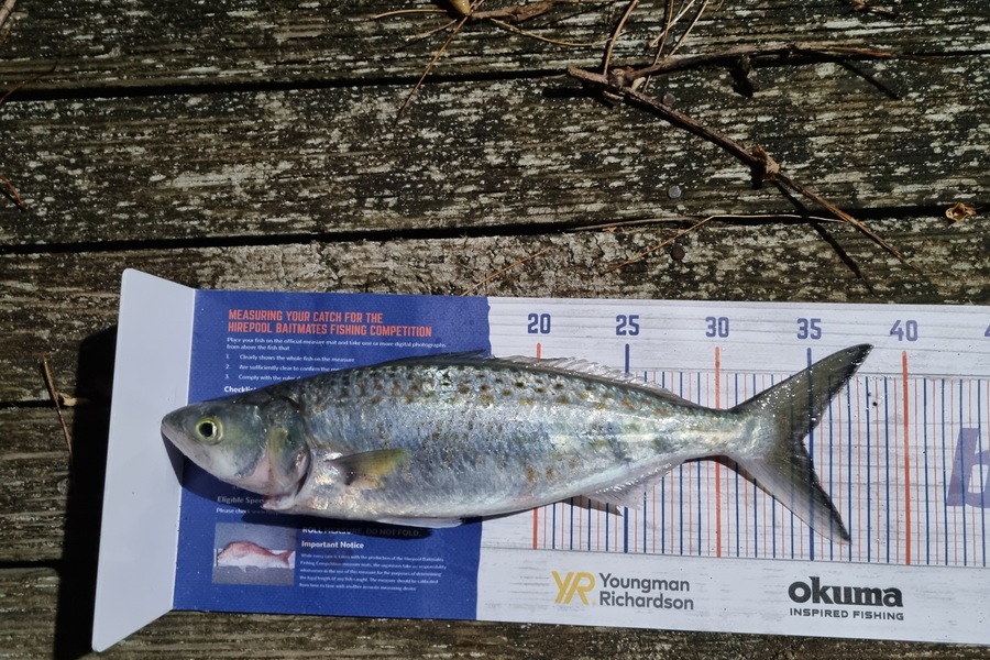 Sam Maplesden caught this 34.5cm Kahawai at Papamoa during The Hirepool Baitmates Fishing Comp