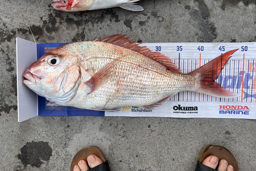 Rocky Hennessy caught this 43.5cm Snapper at Thanes during The Hirepool Baitmates Fishing Comp