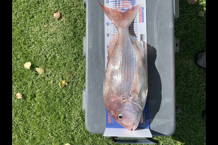 Quentin Meredith caught this 49.0cm Snapper at Mahia during The Hirepool Baitmates Fishing Comp