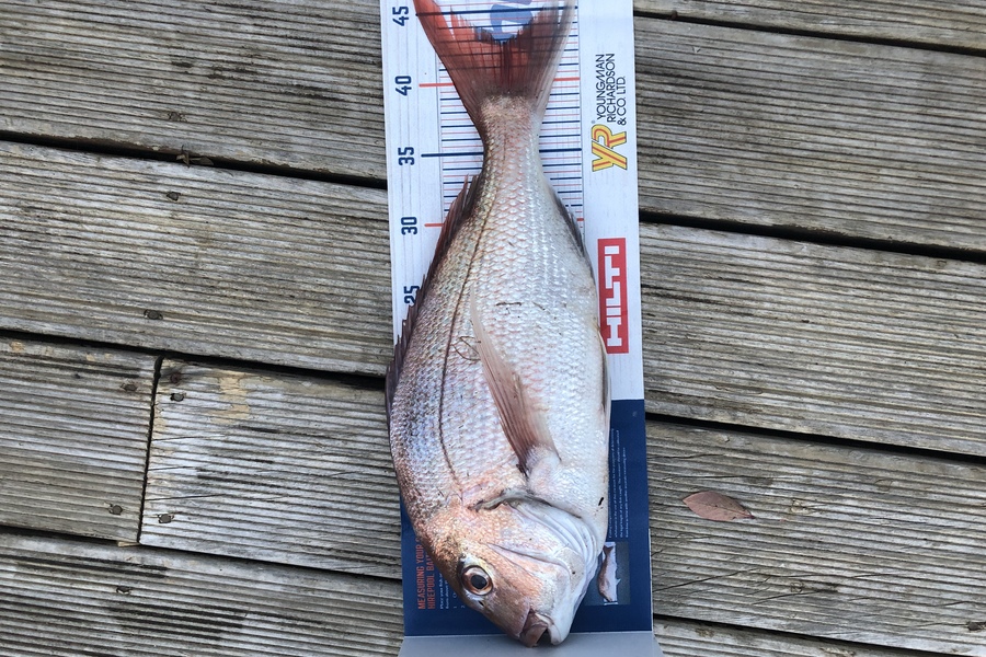 Andrew Froome caught this 42.5cm Snapper at Port Taranaki  during The Hirepool Baitmates Fishing Comp