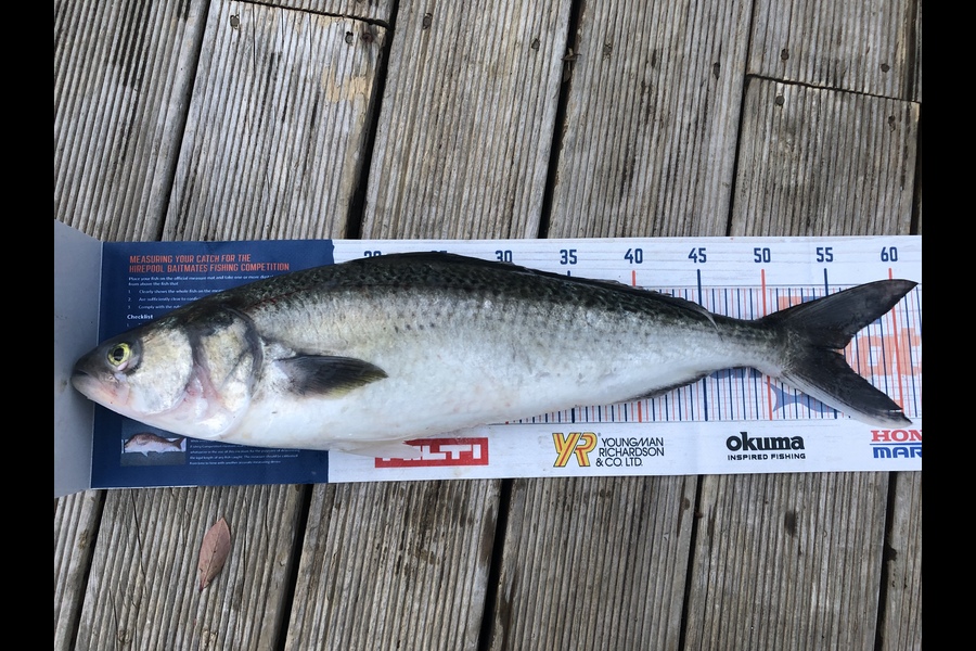 Andrew Froome caught this 55.0cm Kahawai at Port Taranaki  during The Hirepool Baitmates Fishing Comp