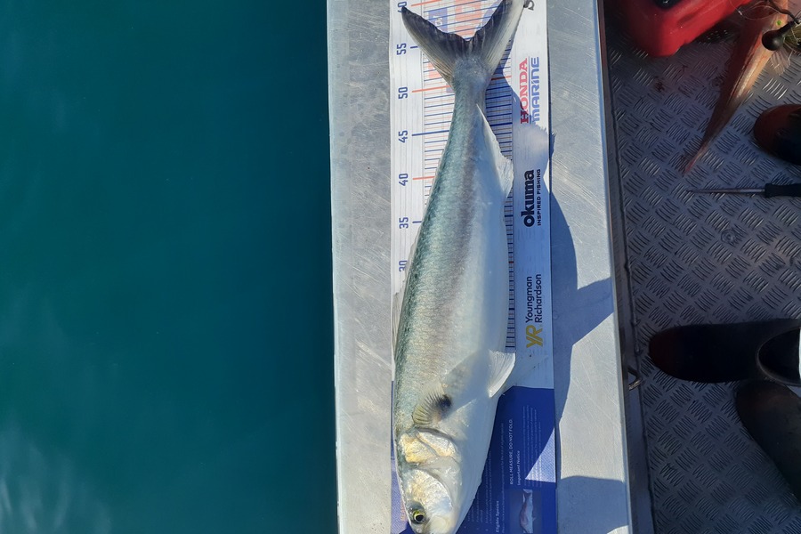 Rhys Llewellyn caught this 54.5cm Kahawai at Napier  during The Hirepool Baitmates Fishing Comp