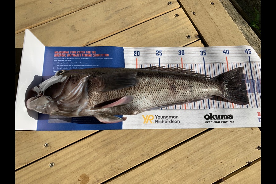 Lynn Simmons caught this 43.0cm Blue Cod at Tennyson Inlet during The Hirepool Baitmates Fishing Comp