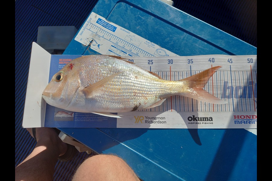 Aaron Herman caught this 37.0cm Snapper at Whangarei harbour  during The Hirepool Baitmates Fishing Comp