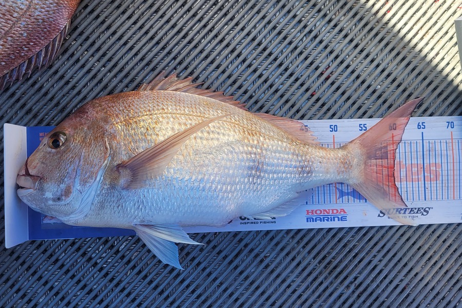 Dean McCarthy caught this 60.0cm Snapper at Tasman bay Nelson  during The Hirepool Baitmates Fishing Comp