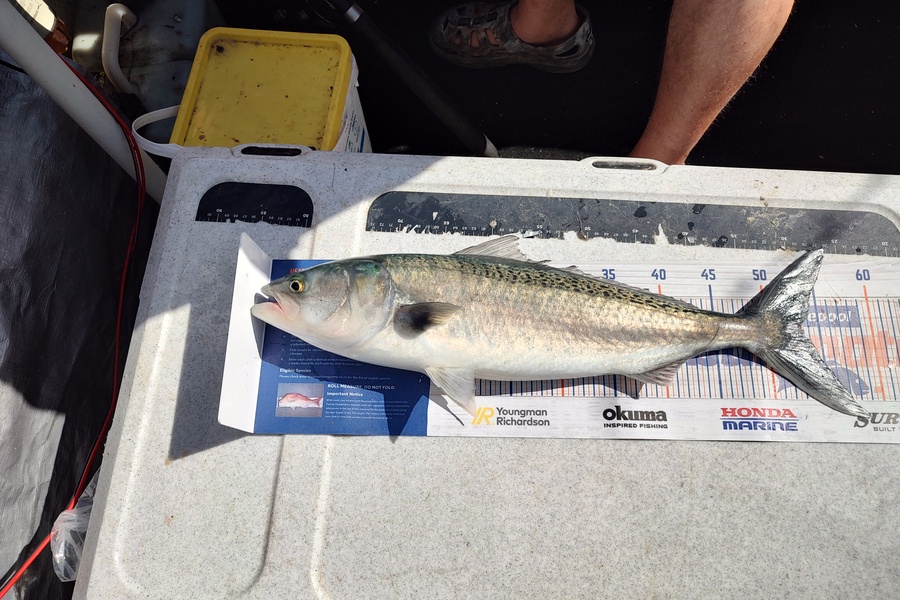 Stephen Colling caught this 53.0cm Kahawai at Crusoe rock Tamaki Straight. during The Hirepool Baitmates Fishing Comp