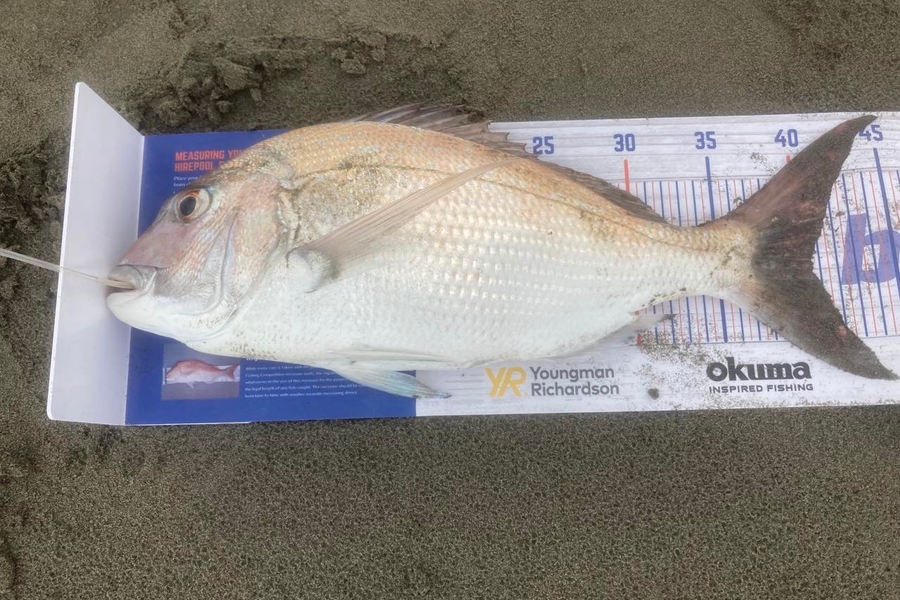 Viv Radich caught this 40.5cm Snapper at Foxton beach during The Hirepool Baitmates Fishing Comp