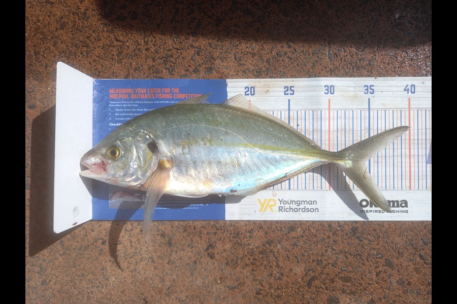Phill Beer caught this 34.5cm Trevally at Pauanui during The Hirepool Baitmates Fishing Comp